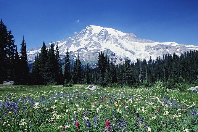 Mt. Rainier Day Tour From Seattle