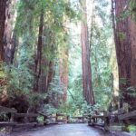 1 muir woods tour of california coastal redwoods entrance fee included Muir Woods Tour of California Coastal Redwoods (Entrance Fee Included)