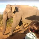 1 multi day tour udawalawe national park elephant safari Multi-Day Tour: Udawalawe National Park Elephant Safari