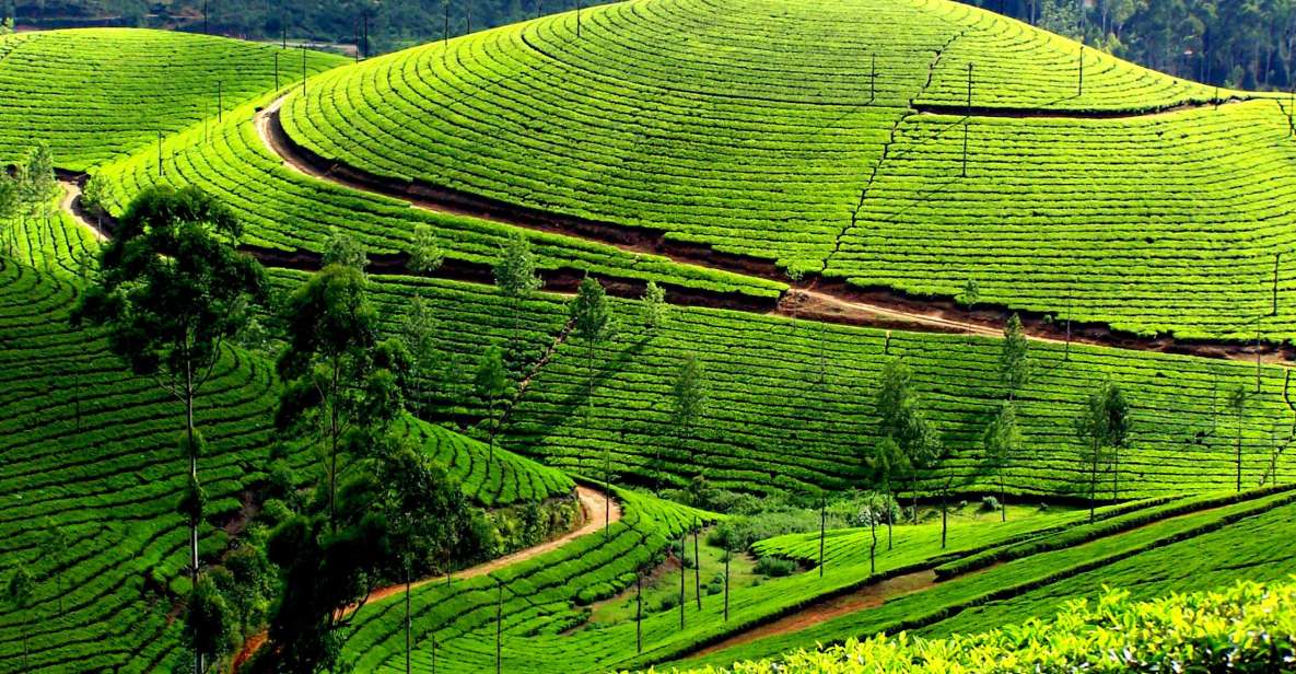 Munnar Private Day Trip