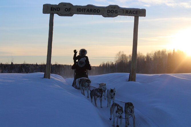 Mush Your Own Sled Dog Team (Winter Tour) in Talkeetna, Alaska