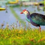 1 muthurajawela wetland bird watching tour from colombo Muthurajawela: Wetland Bird Watching Tour From Colombo!