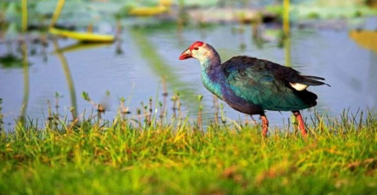 Muthurajawela: Wetland Bird Watching Tour From Colombo!