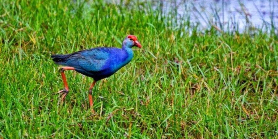 Muthurajawela Wetland: Birdwatching Expedition by Boat