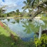 1 nadi full day tour with garden of the sleeping giant mud pool mar Nadi Full-Day Tour With Garden of the Sleeping Giant, Mud Pool (Mar )