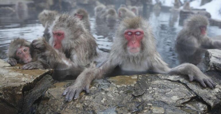 Nagano: Private Transfer Between Station & Snow Monkey Park