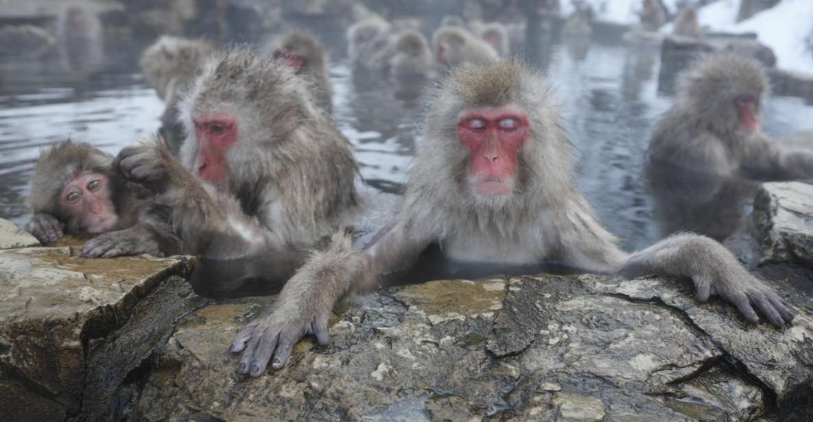 1 nagano private transfer between station snow monkey park Nagano: Private Transfer Between Station & Snow Monkey Park