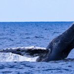 1 naha okinawa kerama islands half day whale watching tour Naha, Okinawa: Kerama Islands Half-Day Whale Watching Tour