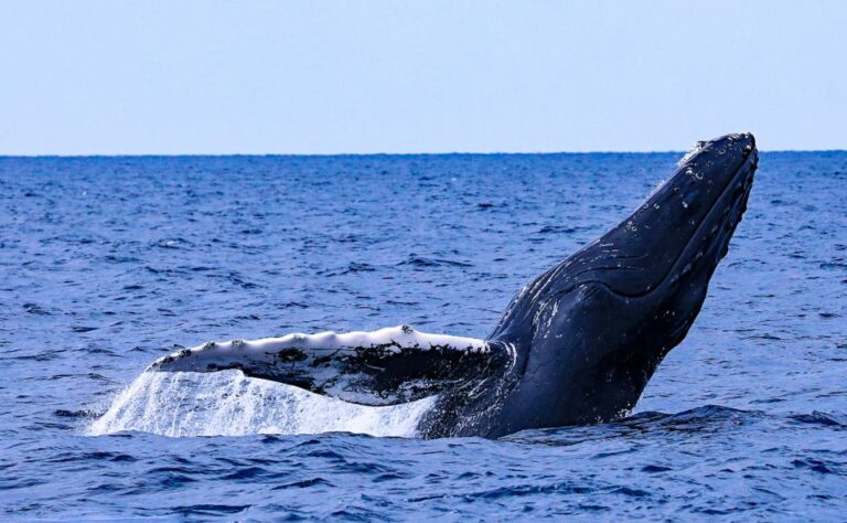 Naha, Okinawa: Kerama Islands Half-Day Whale Watching Tour