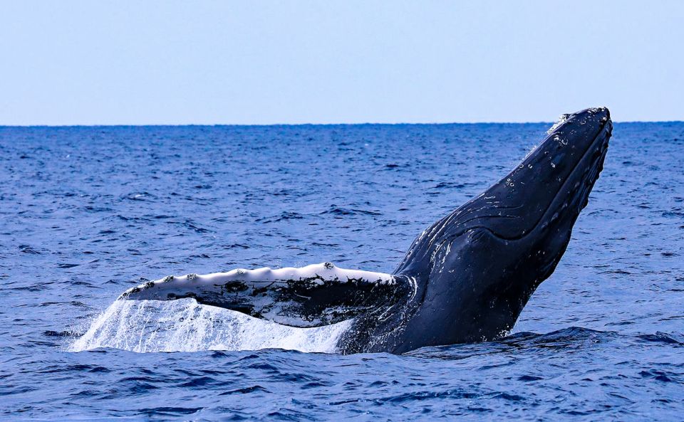 1 naha okinawa kerama islands half day whale watching tour Naha, Okinawa: Kerama Islands Half-Day Whale Watching Tour