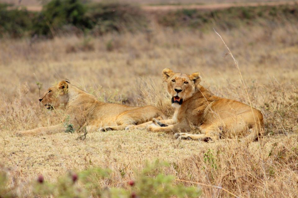 1 nairobi national park morning or evening game drive Nairobi National Park Morning or Evening Game Drive