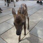 1 nara giant buddha free deer in the park italian guide Nara: Giant Buddha, Free Deer in the Park (Italian Guide)