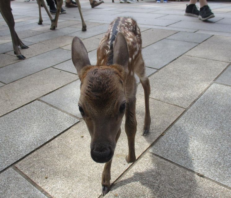 Nara: Giant Buddha, Free Deer in the Park (Italian Guide)