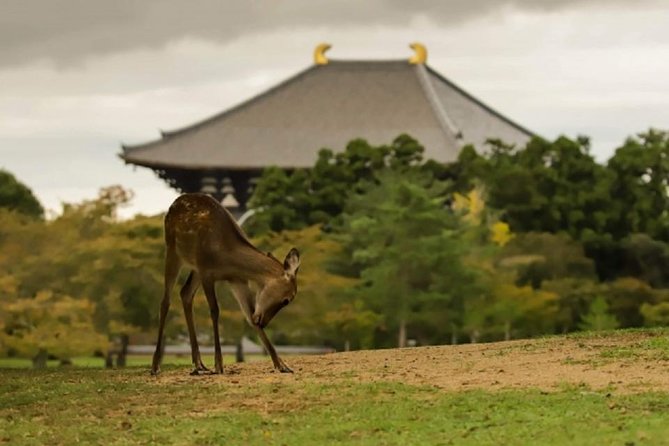 Nara Private Tour by Public Transportation From Kyoto