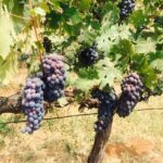 1 nashik private full day wine tour with tastings from mumbai Nashik: Private Full-Day Wine Tour With Tastings From Mumbai