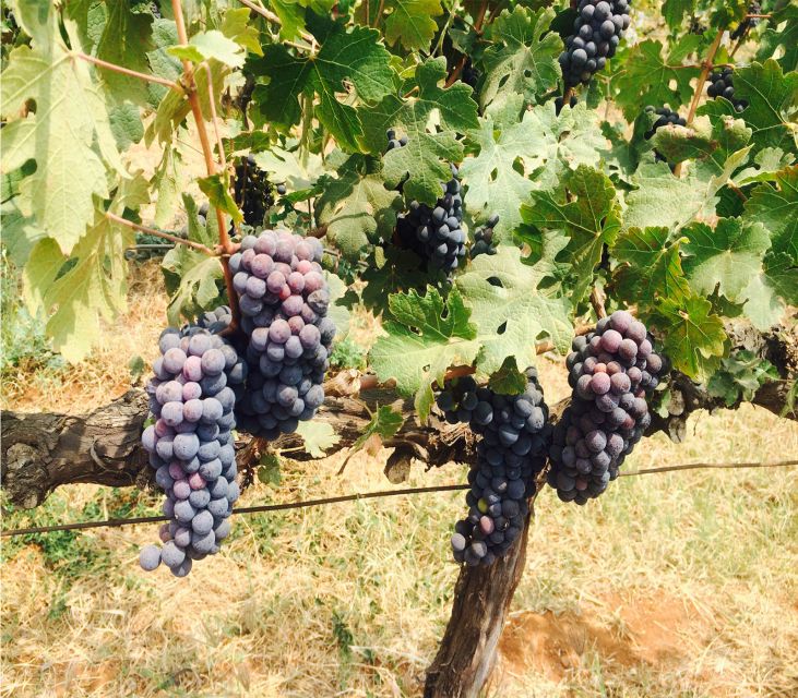 Nashik: Private Full-Day Wine Tour With Tastings From Mumbai
