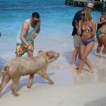 1 nassau pig island swimming with the pigs Nassau: Pig Island Swimming With the Pigs