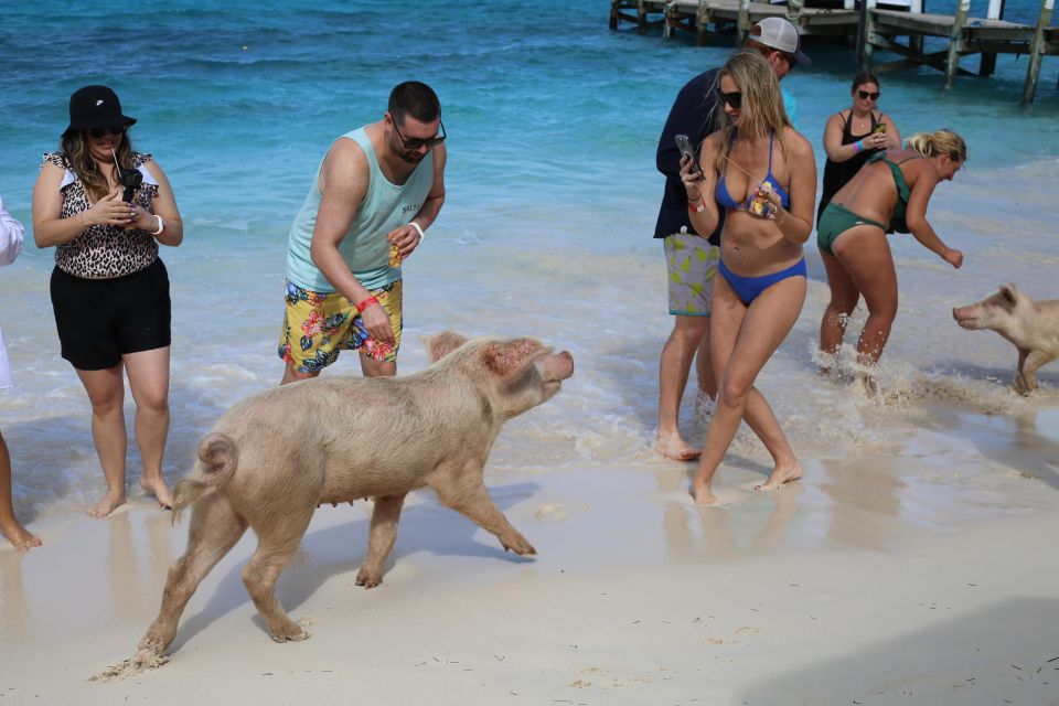 1 nassau pig island swimming with the pigs Nassau: Pig Island Swimming With the Pigs