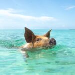 1 nassau rose island swimming pigs morning tour Nassau: Rose Island Swimming Pigs Morning Tour