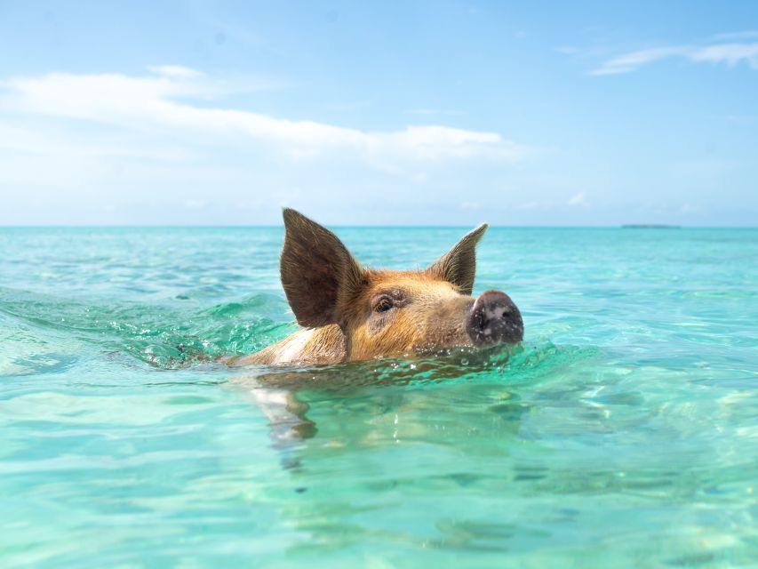 1 nassau rose island swimming pigs morning tour Nassau: Rose Island Swimming Pigs Morning Tour