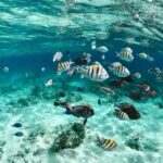 1 nassau snorkel w turtles feed pigs lunch at beach club Nassau: Snorkel W/ Turtles, Feed Pigs, Lunch at Beach Club