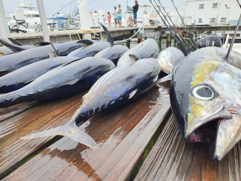 Nassau: Sport-Fishing Private Charter .