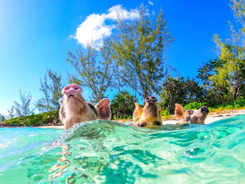 1 nassau sun cay and swimming pigs boat trip with lunch Nassau: Sun Cay and Swimming Pigs Boat Trip With Lunch