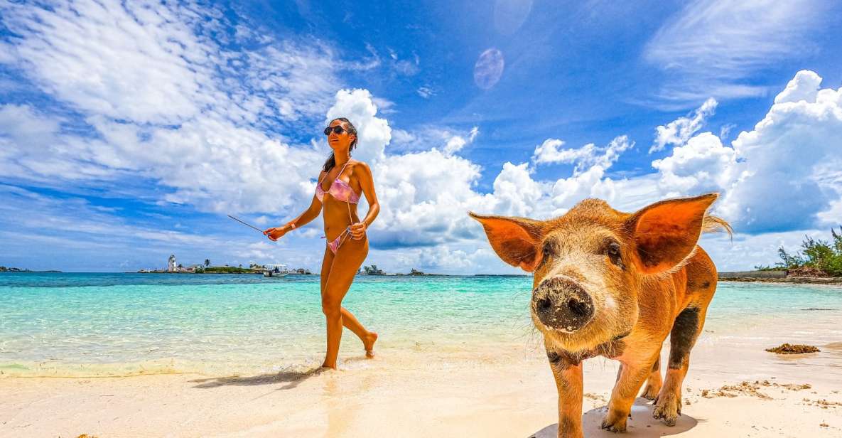 1 nassau swimming pigs snorkeling and beach boat tour Nassau: Swimming Pigs, Snorkeling and Beach Boat Tour