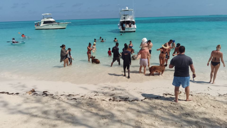 1 nassau swimming with pigs snorkeling and sightseeing tour Nassau: Swimming With Pigs, Snorkeling, and Sightseeing Tour