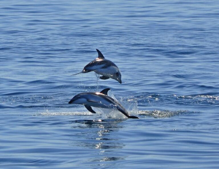 Nautical Tour With Dolphin Search in Puerto Madryn