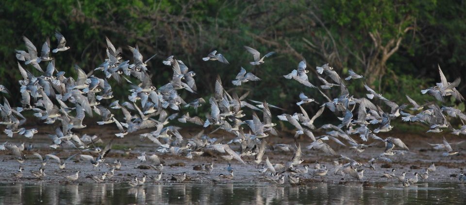 1 negombo dutch canal negombo lagoon muthrajawela boat tour Negombo: Dutch Canal, Negombo Lagoon, Muthrajawela Boat Tour