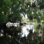1 new orleans small group airboat swamp tour New Orleans Small-Group Airboat Swamp Tour