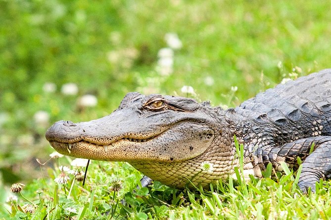 New Orleans Swamp and Bayou Sightseeing Tour With Transportation