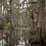 1 new orleans swamp tour boat adventure New Orleans Swamp Tour Boat Adventure