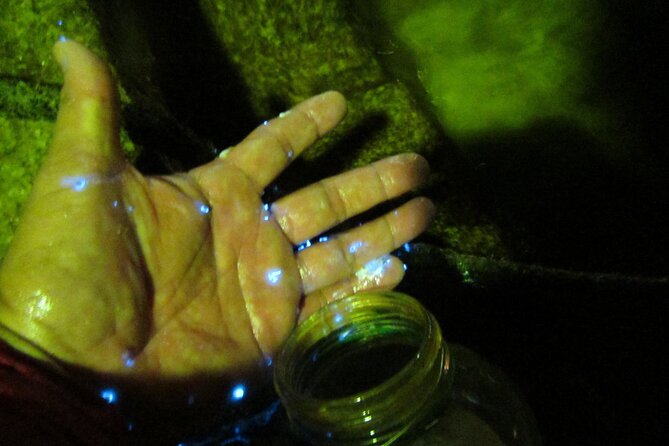 Night Kayak Tour Relax Under the Natural Glow of Sea Fireflies