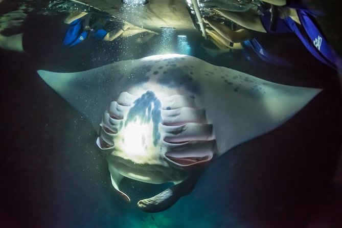 1 night manta ray Night Manta Ray Experience