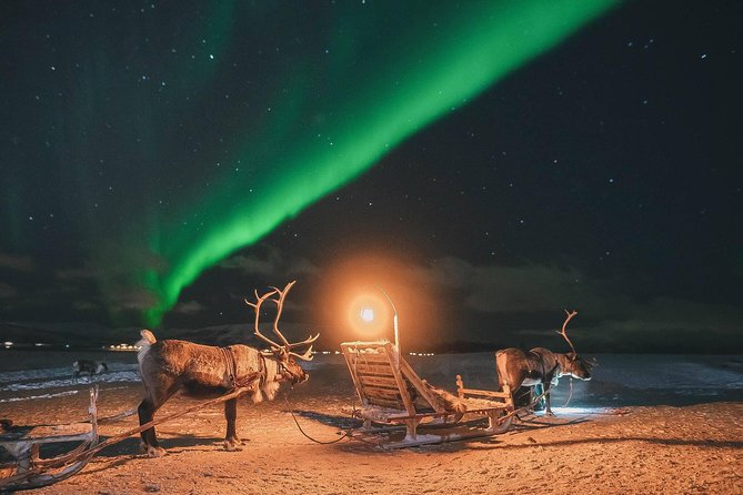 1 night reindeer sledding with camp dinner and chance of northern lights Night Reindeer Sledding With Camp Dinner and Chance of Northern Lights
