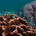 1 ningaloo reef snorkel and wildlife adventure Ningaloo Reef Snorkel and Wildlife Adventure