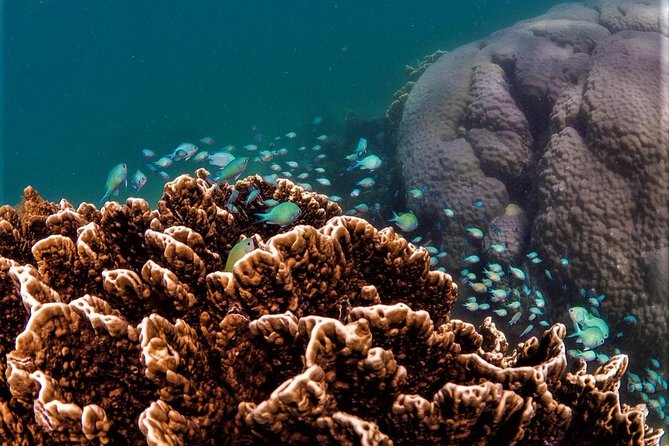 Ningaloo Reef Snorkel and Wildlife Adventure