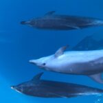 1 noosa national park wild dolphin safari Noosa National Park & Wild Dolphin Safari