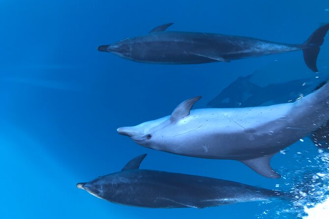 1 noosa national park wild dolphin safari Noosa National Park & Wild Dolphin Safari