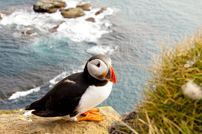 North East Coastal Trail Small Group Day Tour From Aberdeen