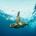 1 nusa penida snorkeling in 4 spots manta rays land tour Nusa Penida: Snorkeling in 4 Spots (Manta Rays) Land Tour