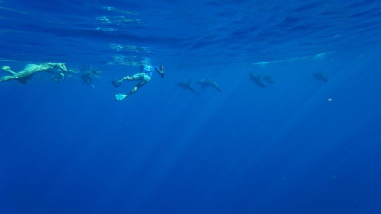 Oahu: Dolphin Swim and Snorkeling Speedboat Tour