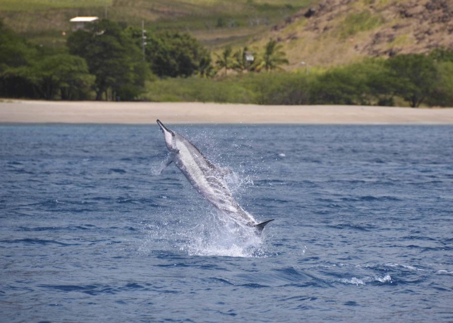 1 oahu dolphin swim and turtle snorkel excursion in waianae Oahu: Dolphin Swim and Turtle Snorkel Excursion in Waianae