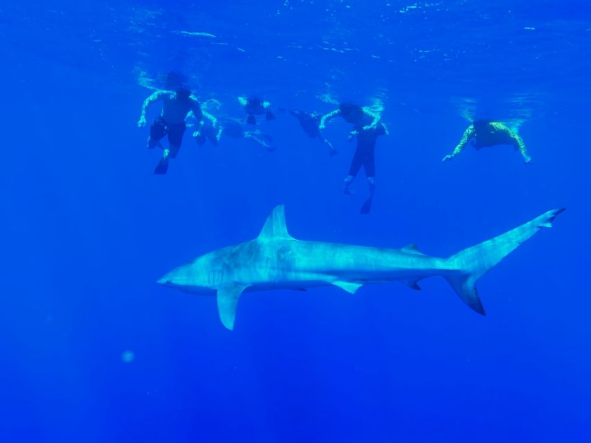 1 oahu north shore cageless shark snorkeling tour Oahu: North Shore Cageless Shark Snorkeling Tour