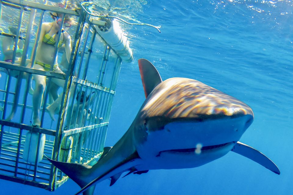 1 oahu shark cage dive on the north shore Oahu: Shark Cage Dive on the North Shore