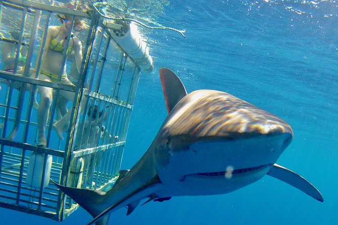 1 oahu shark dive Oahu Shark Dive