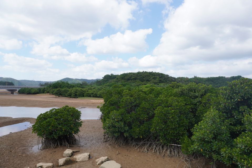 1 okinawa full day bus tour to yanbaru national park Okinawa: Full-Day Bus Tour to Yanbaru National Park