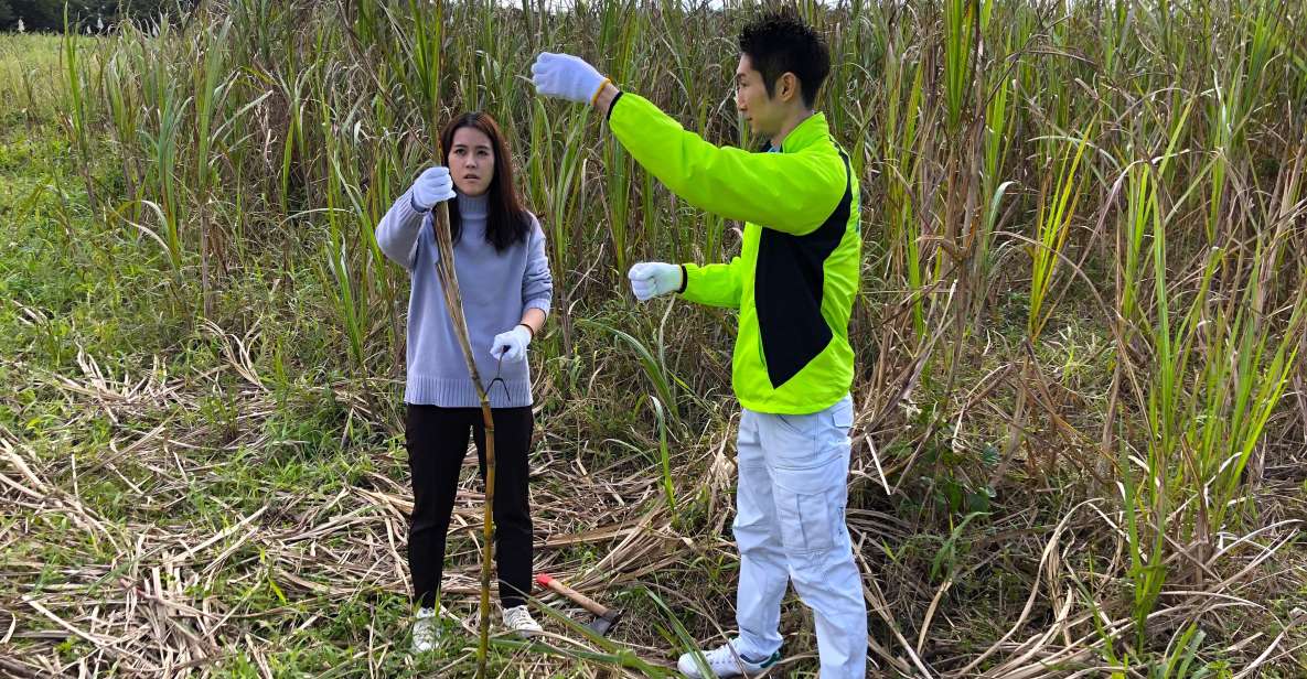 1 okinawa harvest sugarcane make brown sugar explore nature Okinawa: Harvest Sugarcane, Make Brown Sugar. Explore Nature
